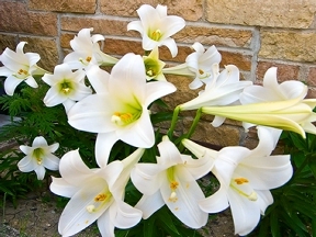 Healthy Easter lilies